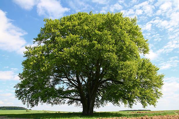 Detail Trees Images Hd Nomer 37