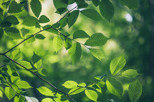 Detail Trees Images Hd Nomer 38