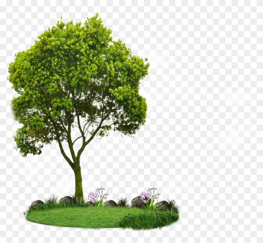 Detail Trees Images Hd Nomer 39