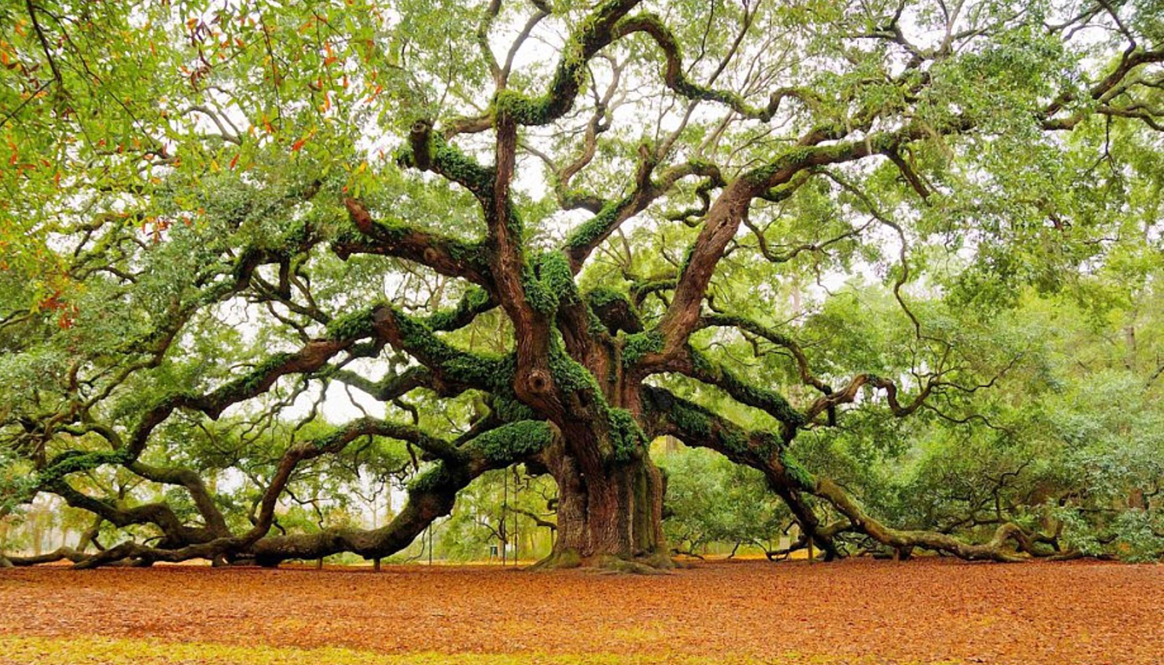 Detail Trees Images Hd Nomer 40