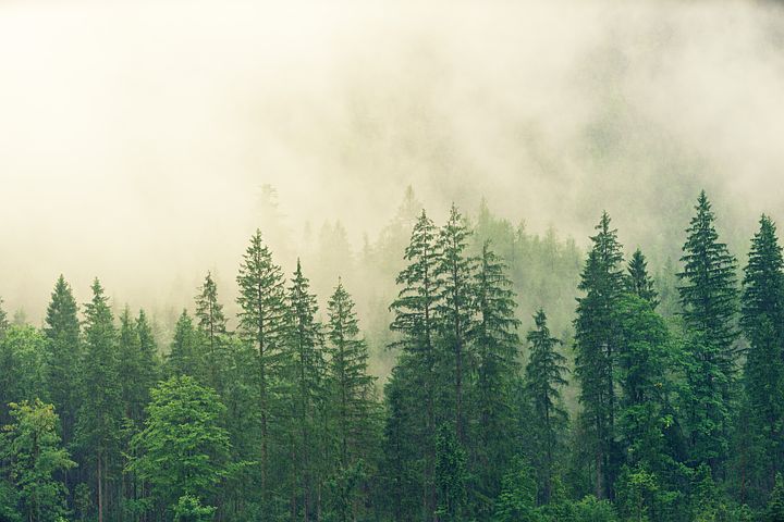 Detail Trees Images Hd Nomer 41