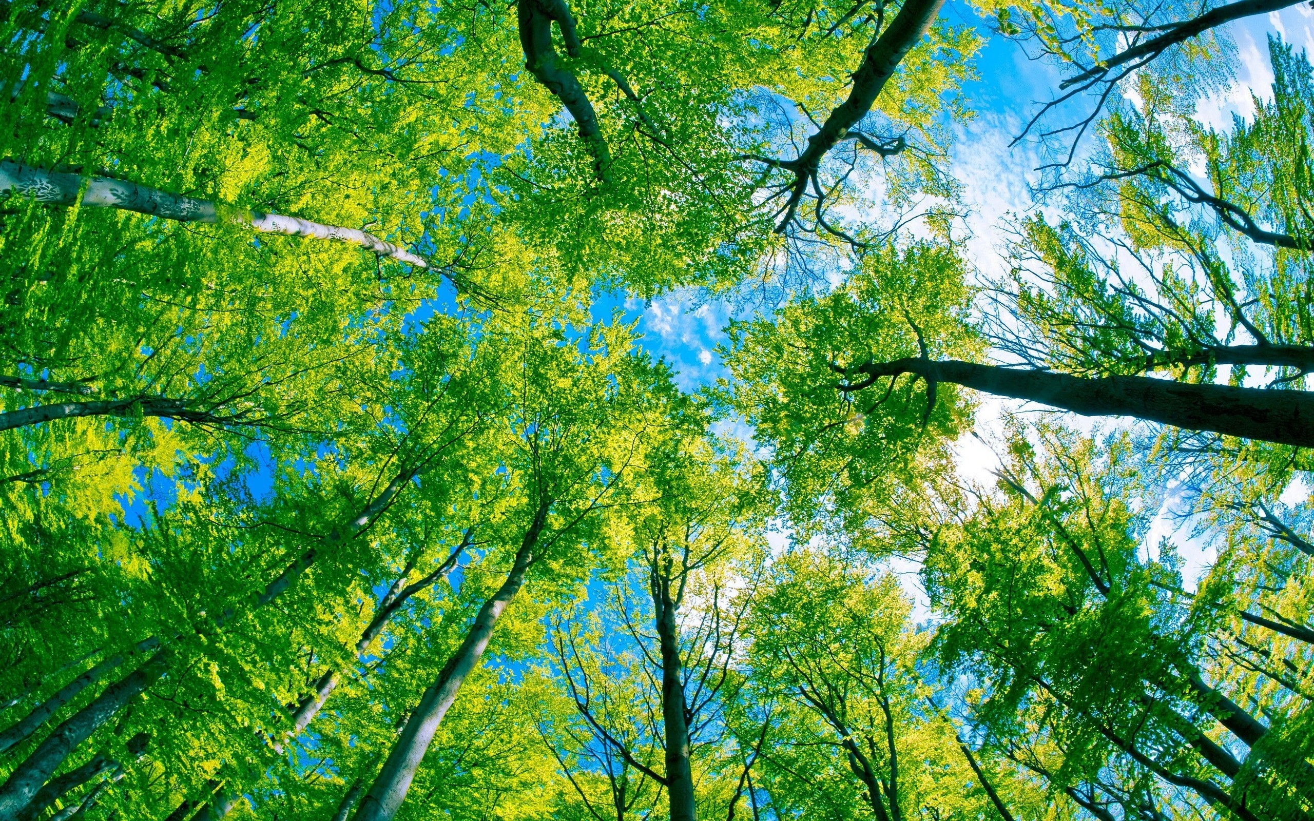 Detail Trees Images Hd Nomer 42