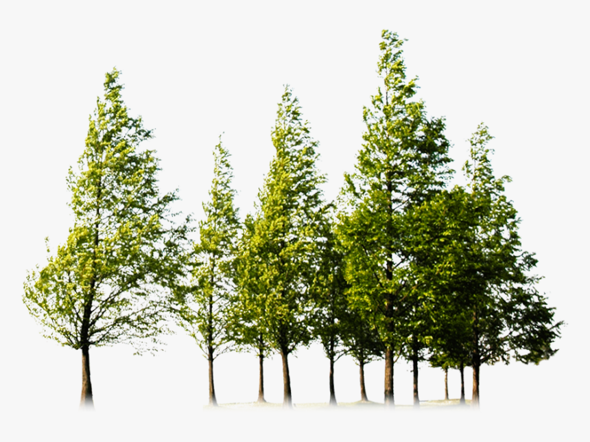 Detail Trees Images Hd Nomer 43
