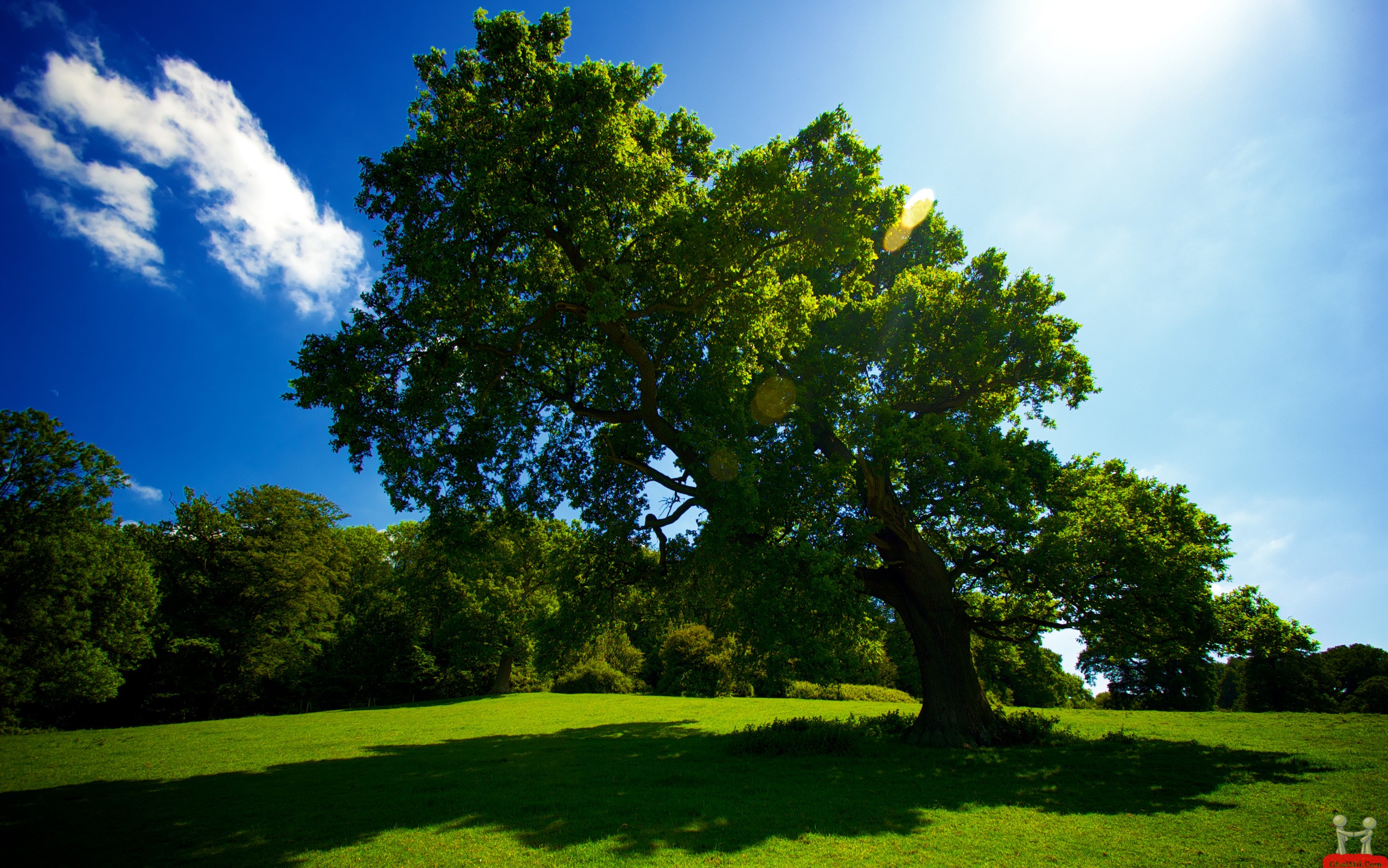 Detail Trees Images Hd Nomer 44