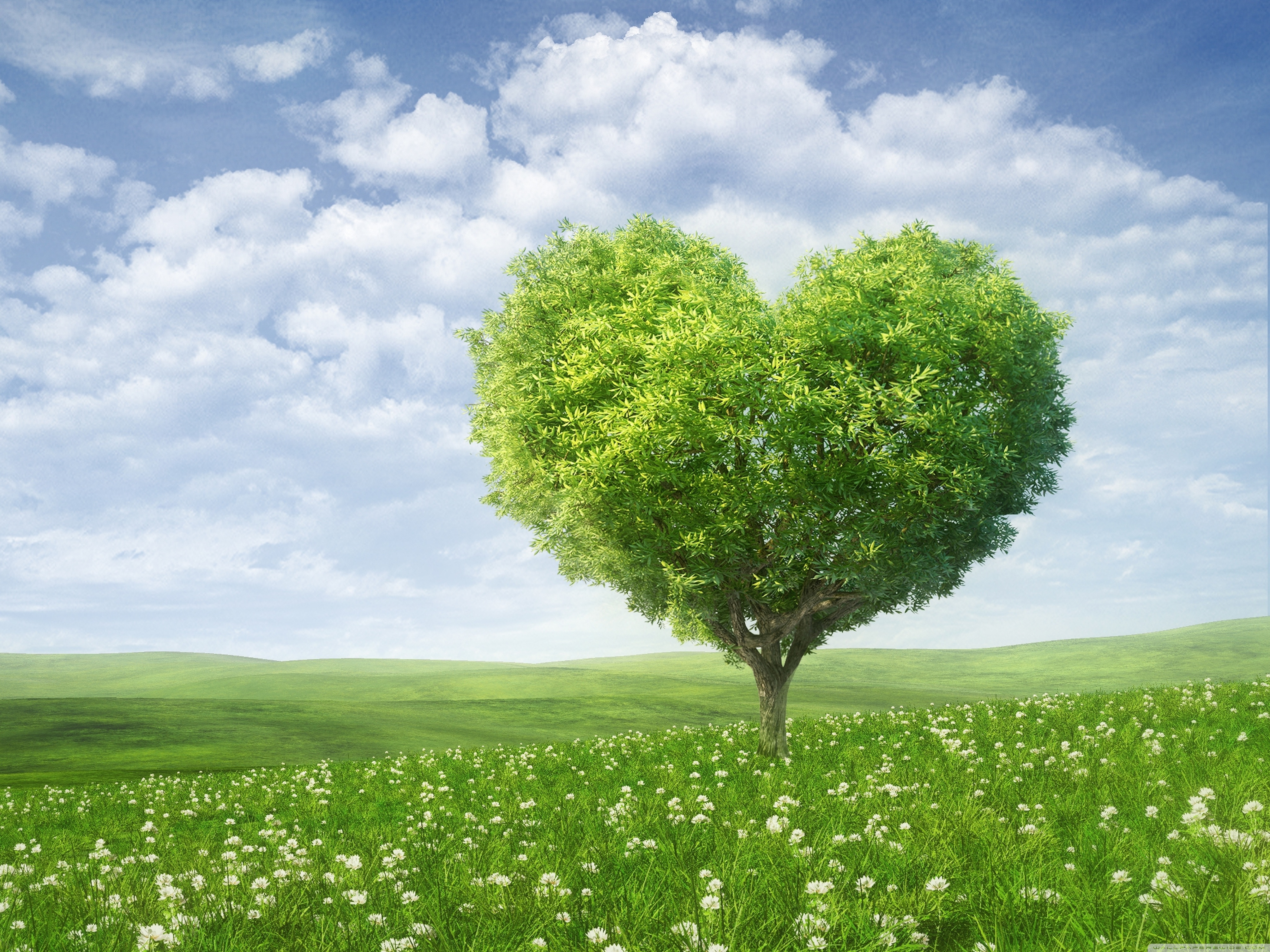 Detail Trees Images Hd Nomer 46