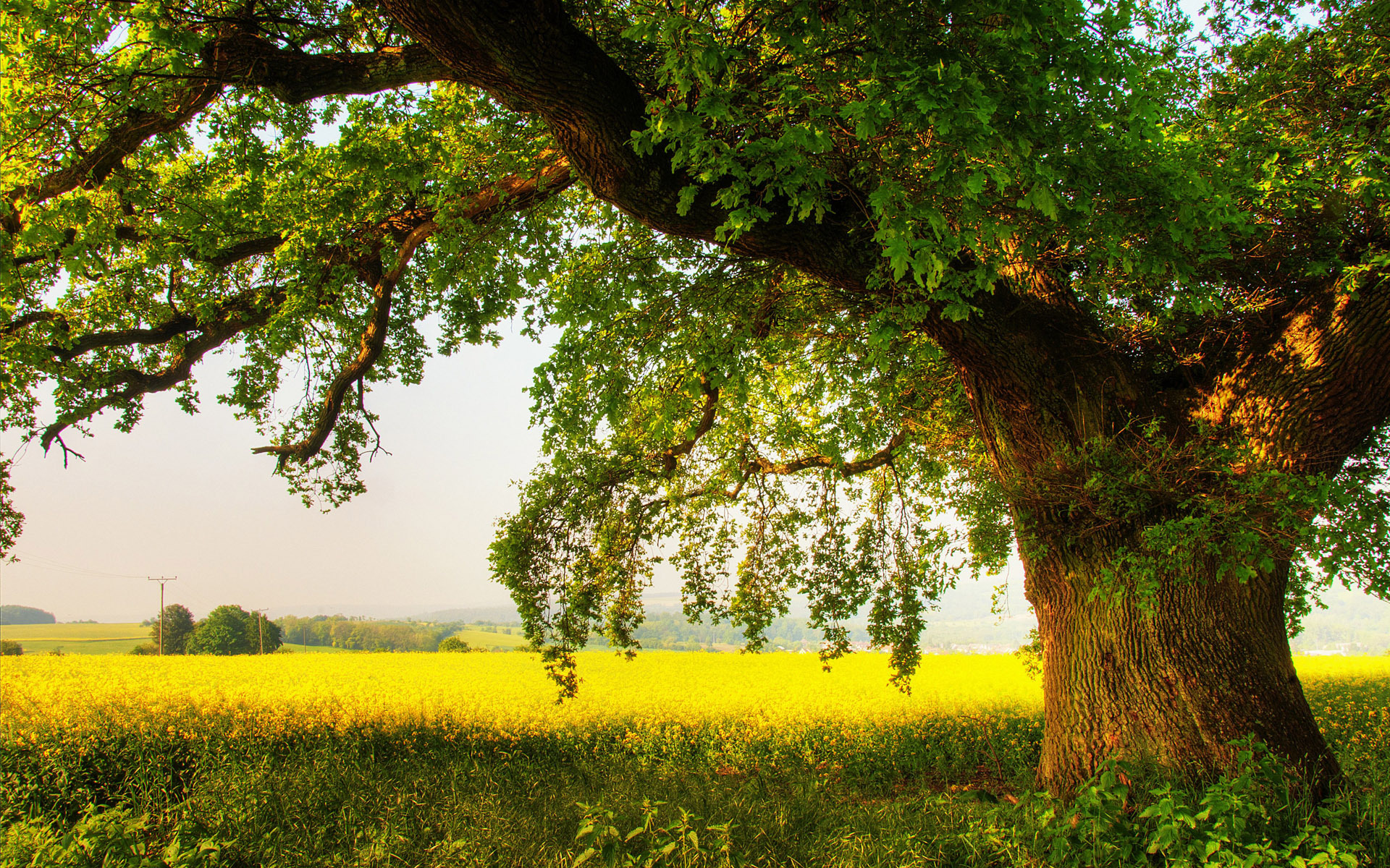 Detail Trees Images Hd Nomer 47