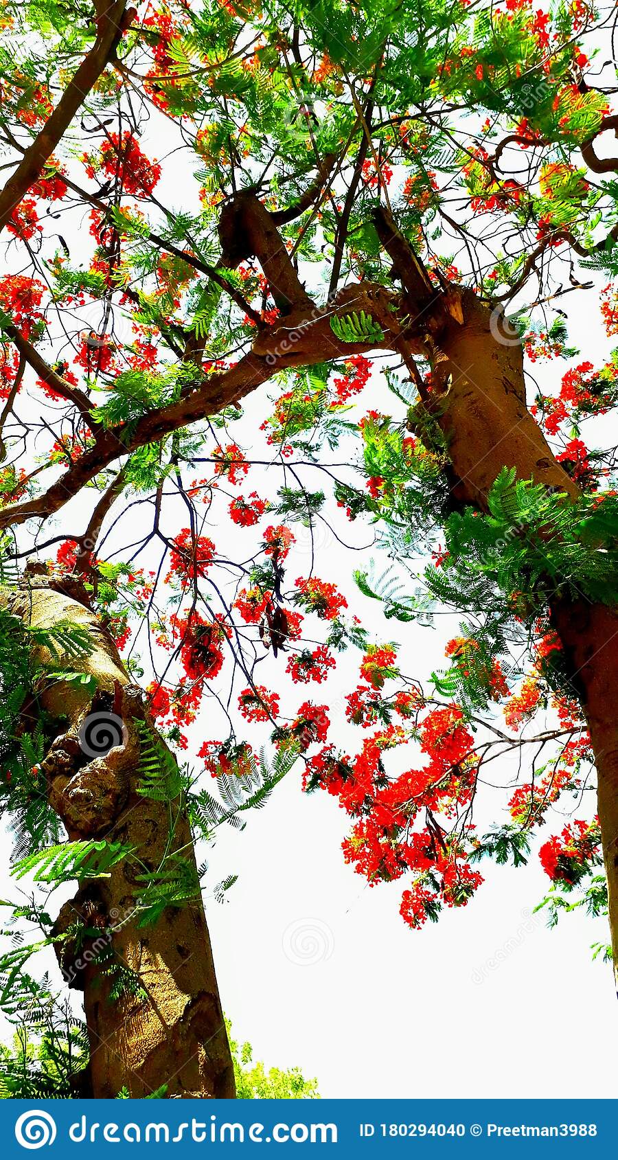 Detail Trees Images Hd Nomer 50