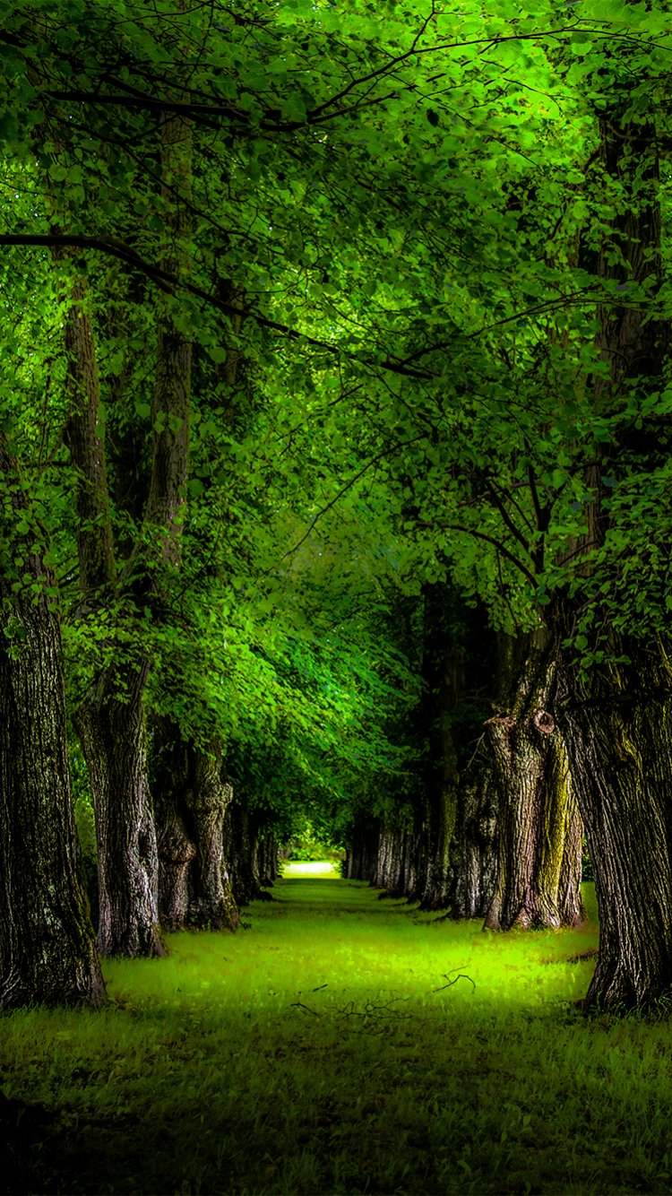 Detail Trees Images Hd Nomer 52