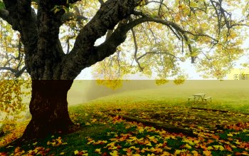 Detail Trees Images Hd Nomer 53