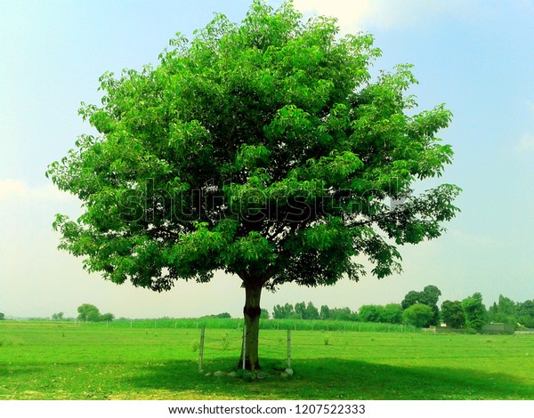 Detail Trees Images Hd Nomer 10