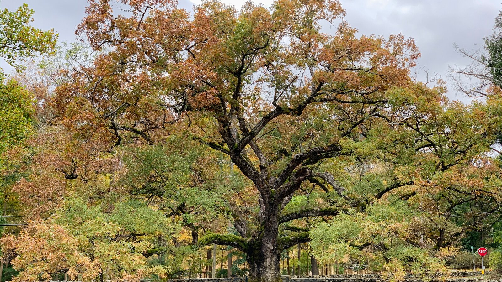 Detail Trees Nature Images Nomer 37