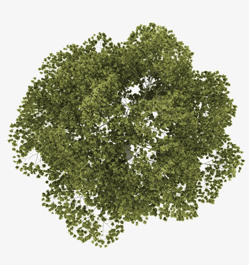 Detail Trees Plan Nomer 21