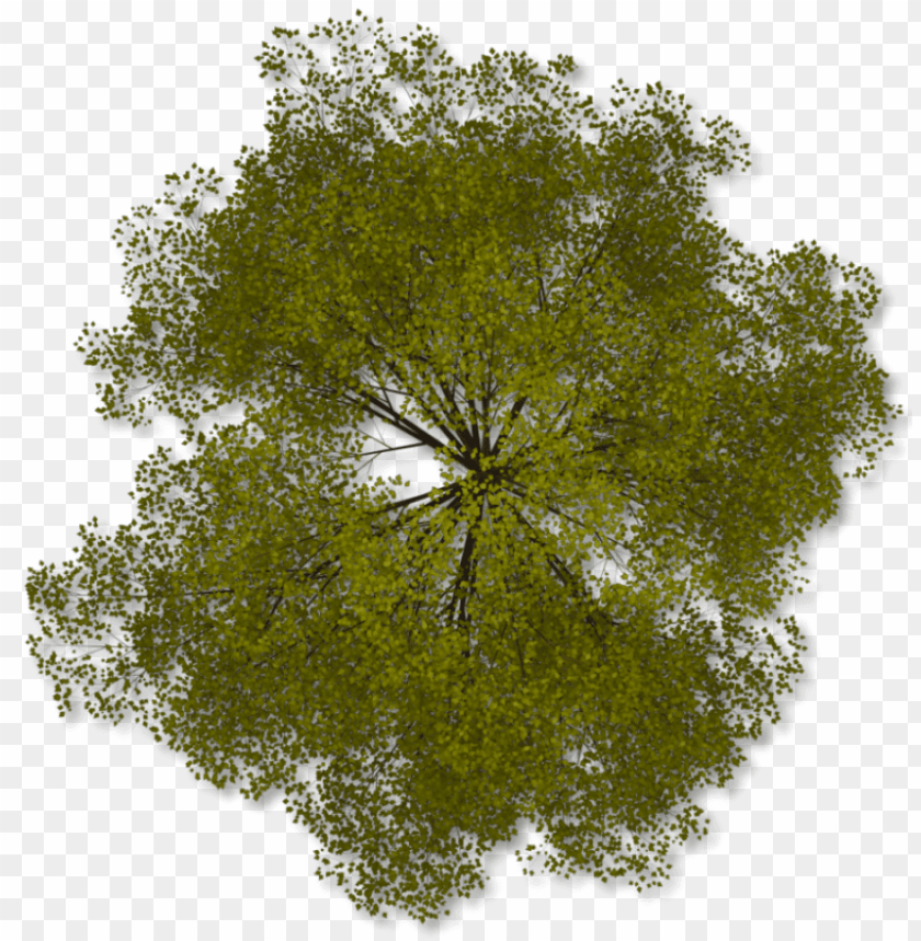 Detail Trees Plan Nomer 34