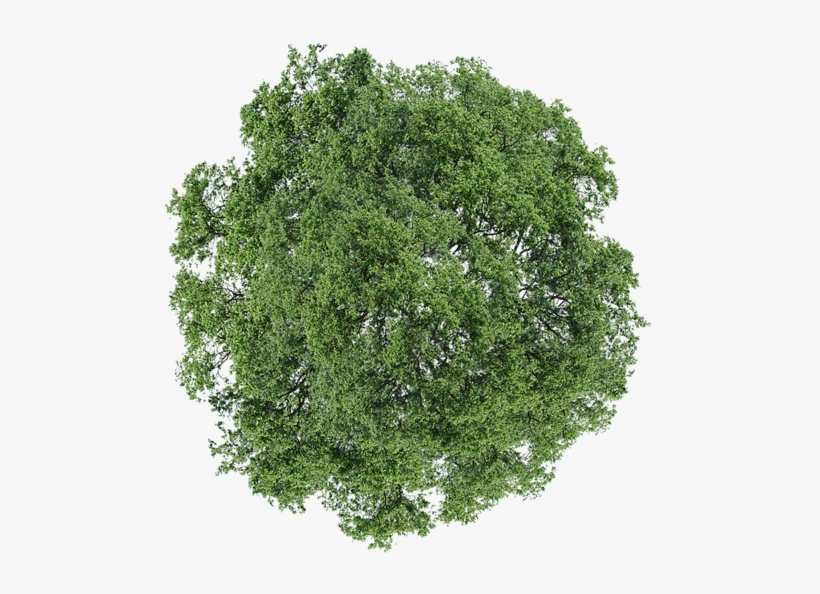Detail Trees Plan Nomer 36