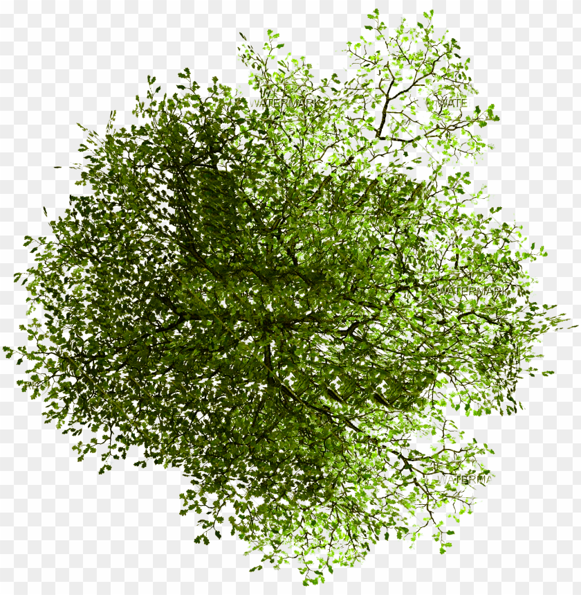 Detail Trees Plan Nomer 37