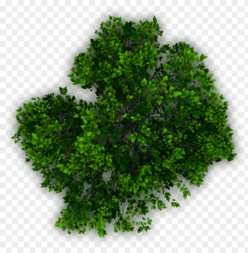 Detail Trees Plan Nomer 50