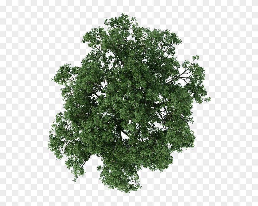 Detail Trees Plan Nomer 57