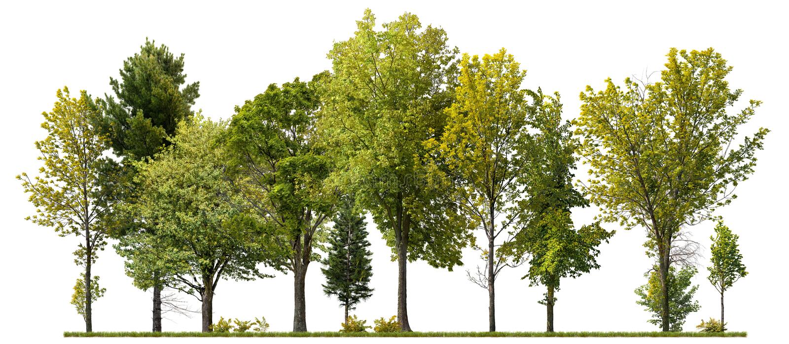 Trees Png File - KibrisPDR