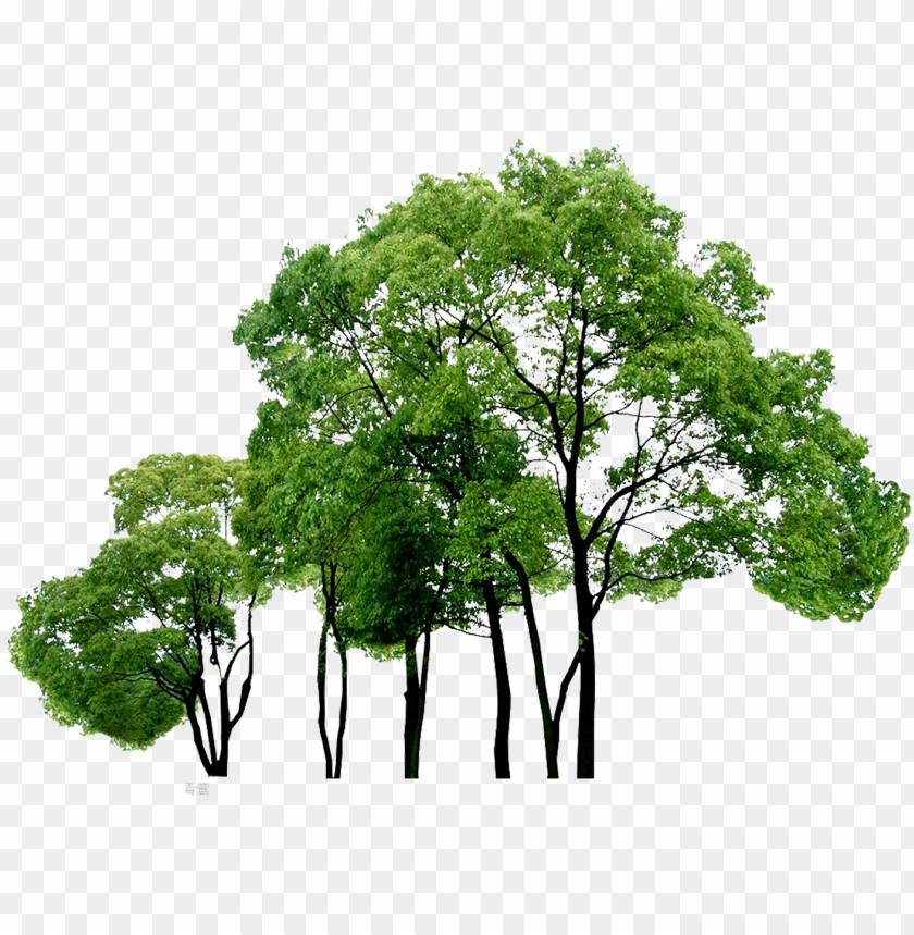 Detail Trees Png File Nomer 2