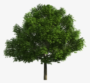 Detail Trees Png File Nomer 12