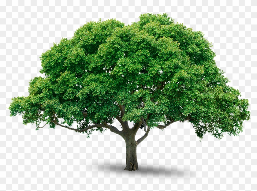 Detail Trees Png File Nomer 16