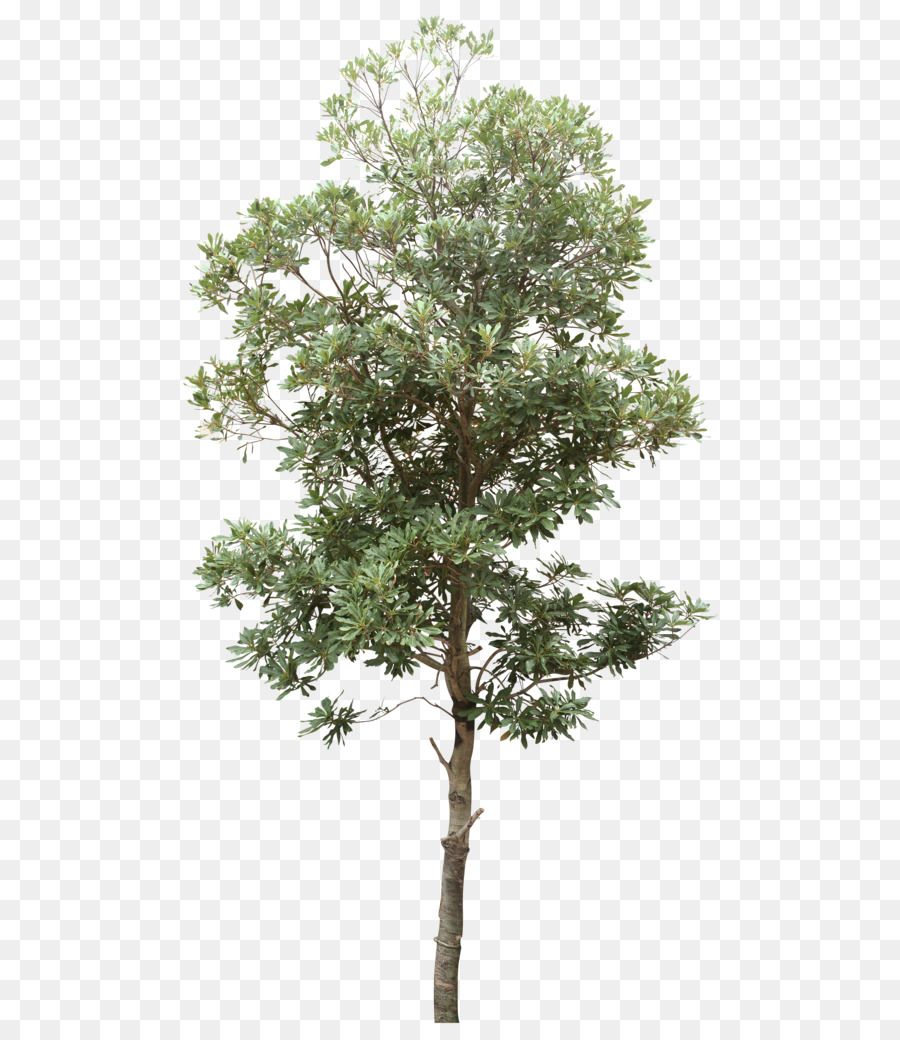 Detail Trees Png File Nomer 17