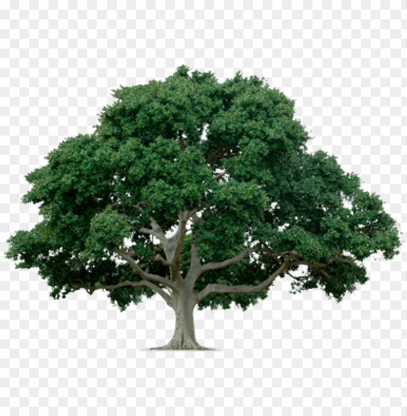 Detail Trees Png File Nomer 19