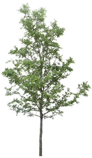 Detail Trees Png File Nomer 27