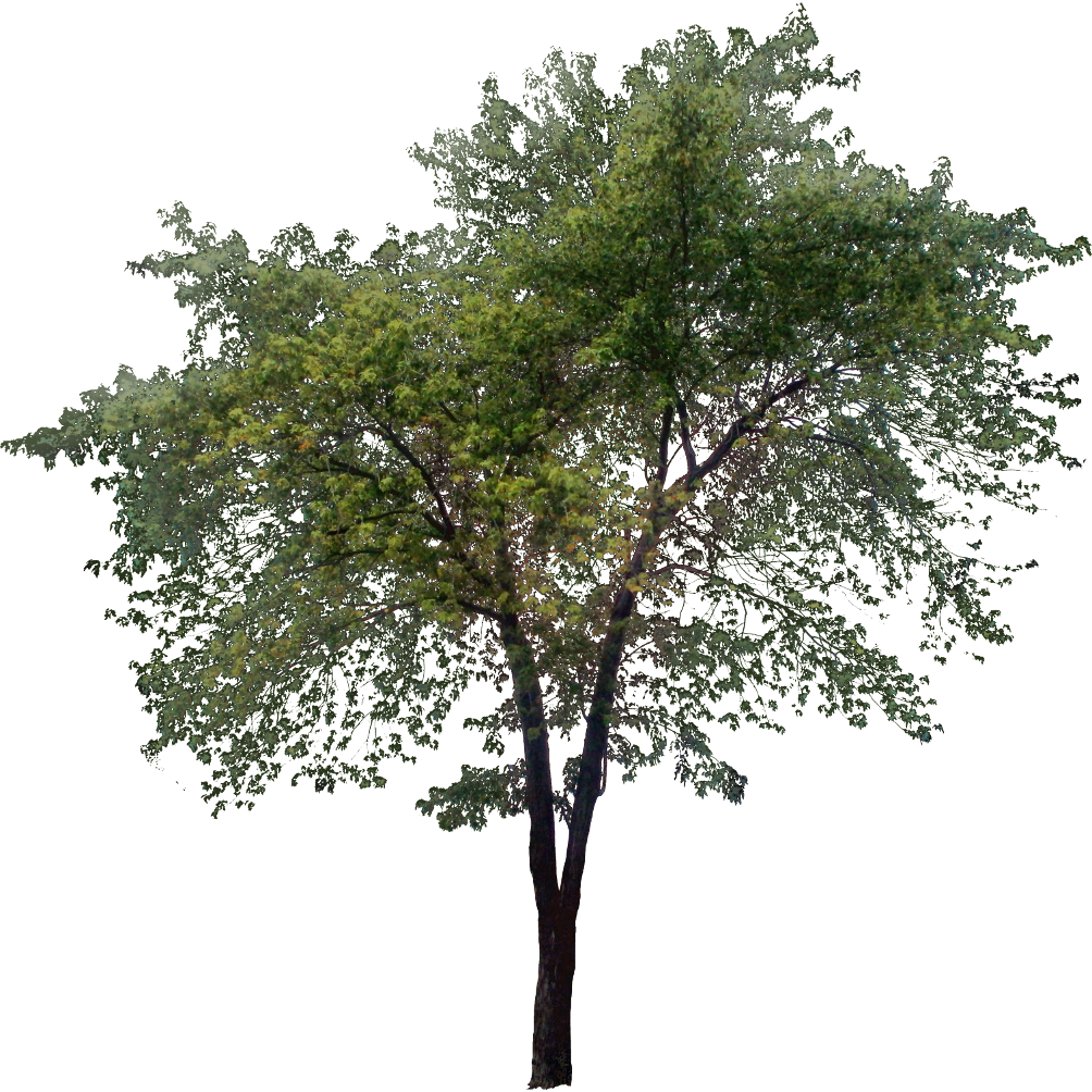 Detail Trees Png File Nomer 45