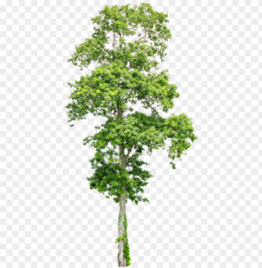 Detail Trees Png File Nomer 9