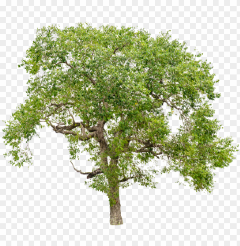 Detail Trees Png Image Nomer 11