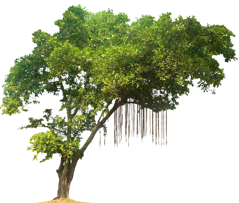 Detail Trees Png Image Nomer 13