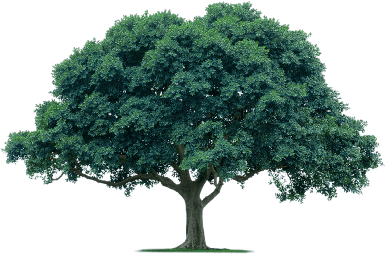 Detail Trees Png Image Nomer 20