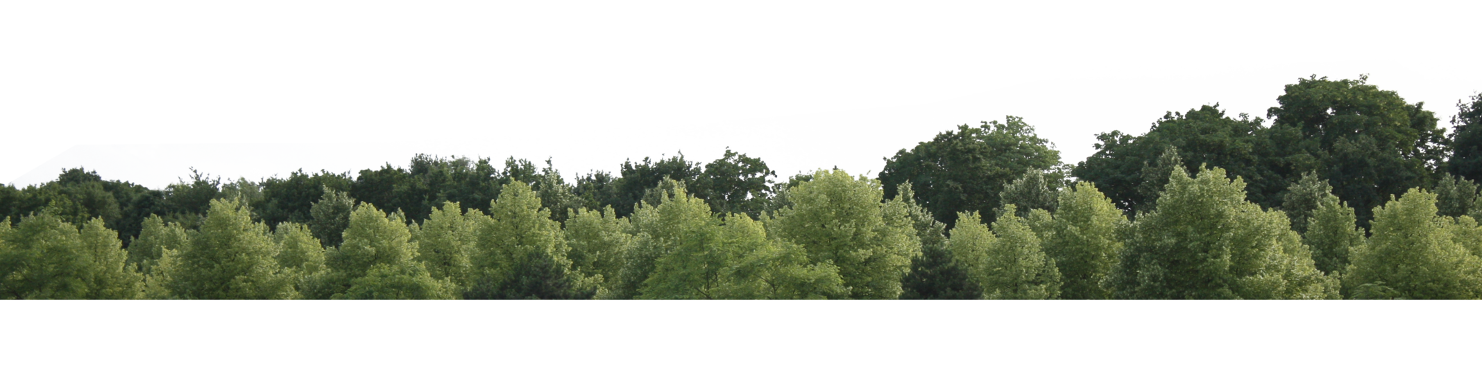 Detail Trees Png Image Nomer 22
