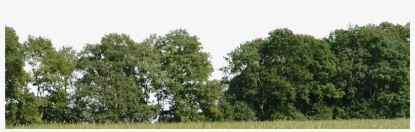 Detail Trees Png Image Nomer 27