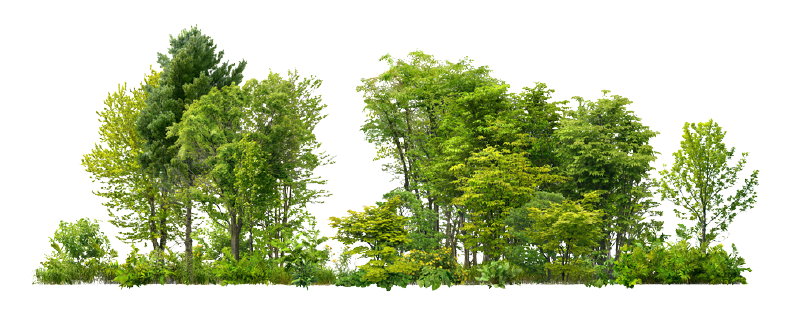 Detail Trees Png Image Nomer 31