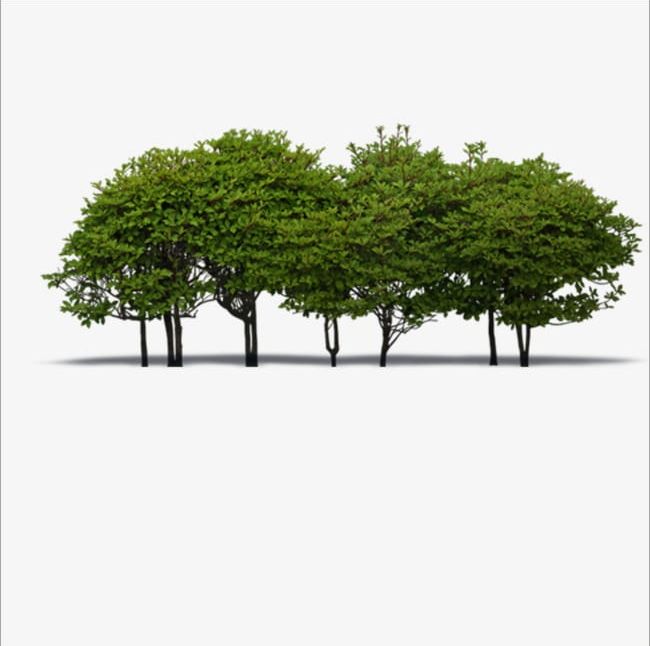 Detail Trees Png Image Nomer 32