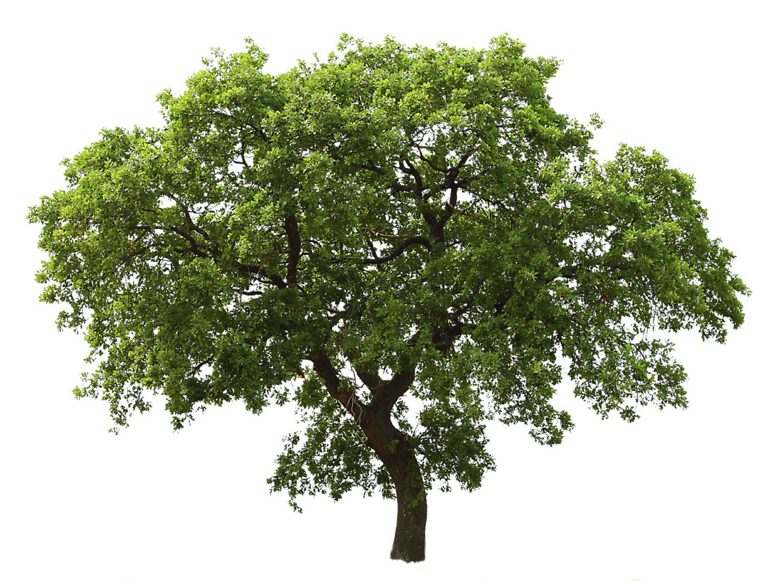 Detail Trees Png Image Nomer 6