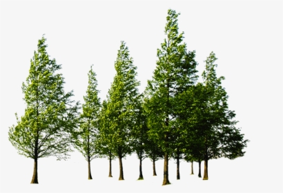Detail Trees Png Image Nomer 36