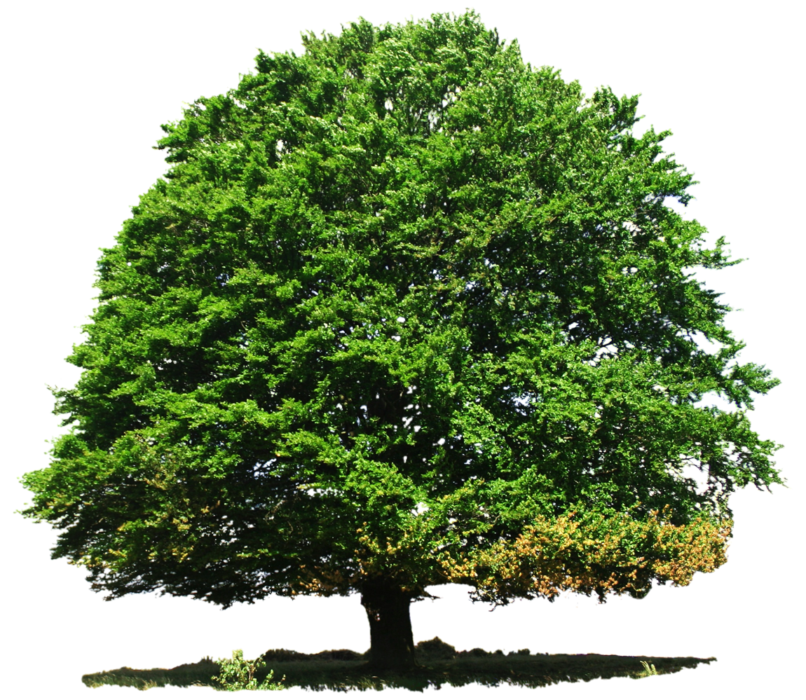 Detail Trees Png Image Nomer 37