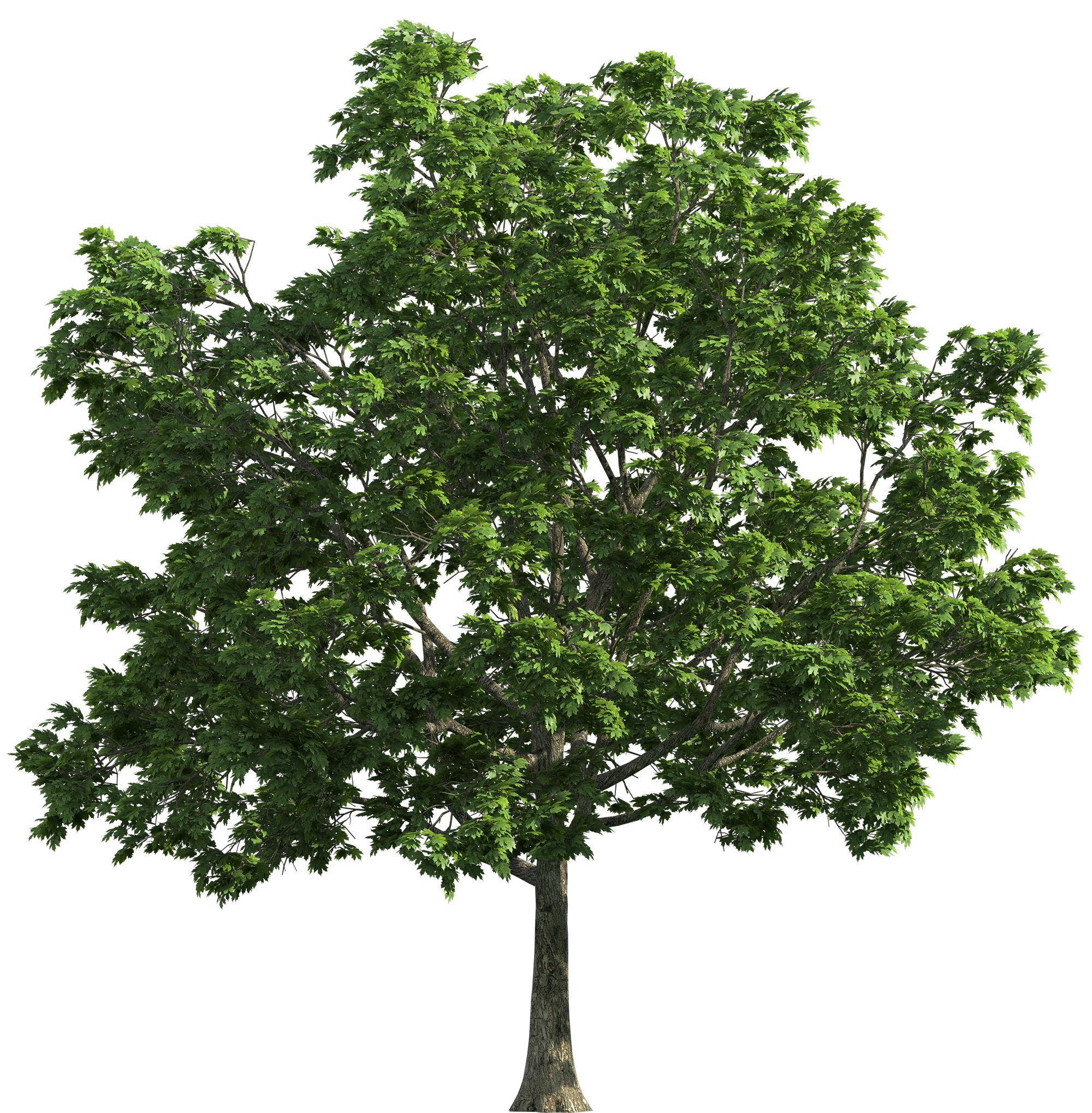 Detail Trees Png Images Nomer 8