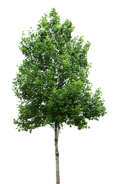 Detail Trees Png Images Nomer 28