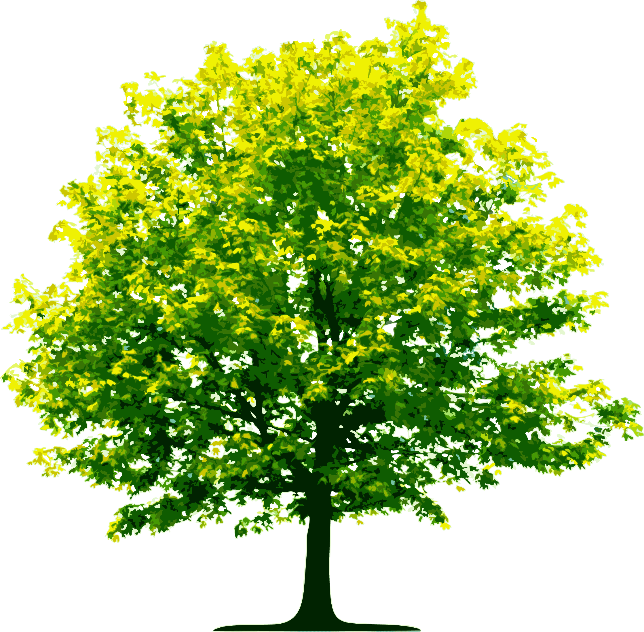 Detail Trees Png Images Nomer 30