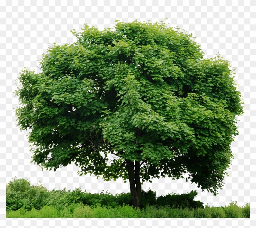 Detail Trees Png Images Nomer 31