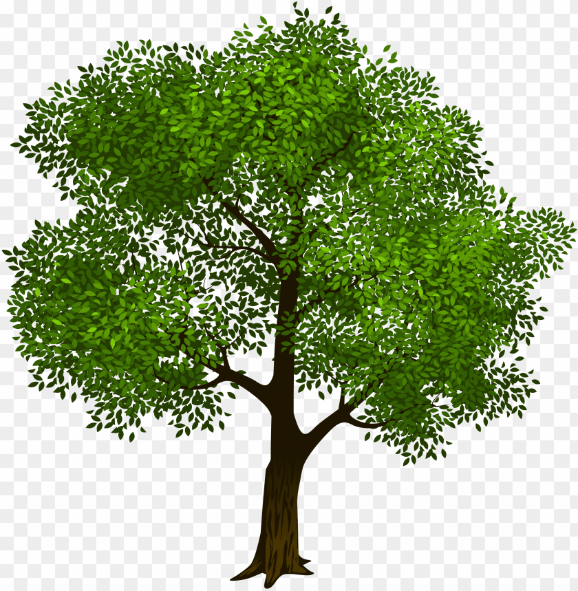 Detail Trees Transparent Background Nomer 15
