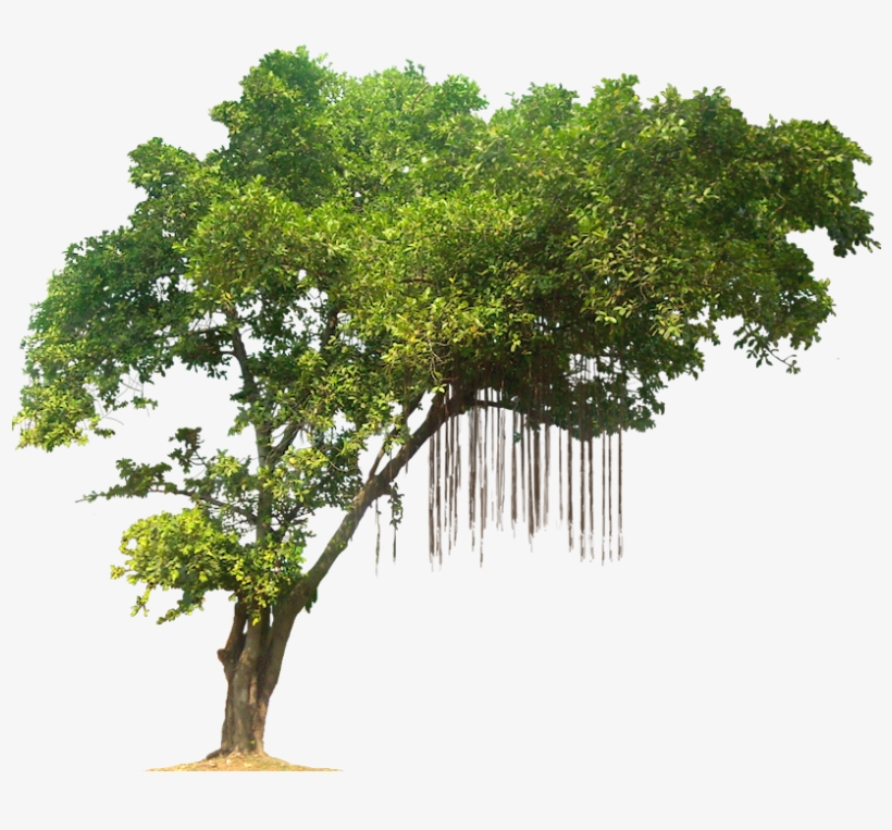 Detail Trees Transparent Background Nomer 16