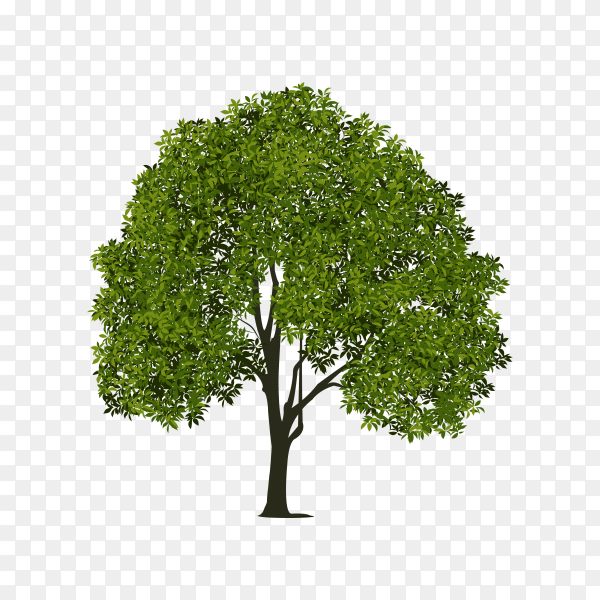 Detail Trees Transparent Background Nomer 18