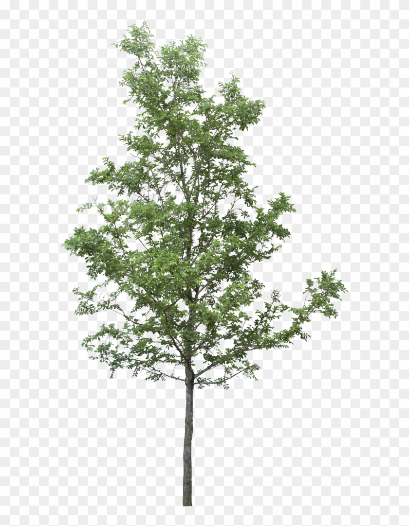 Detail Trees Transparent Background Nomer 21