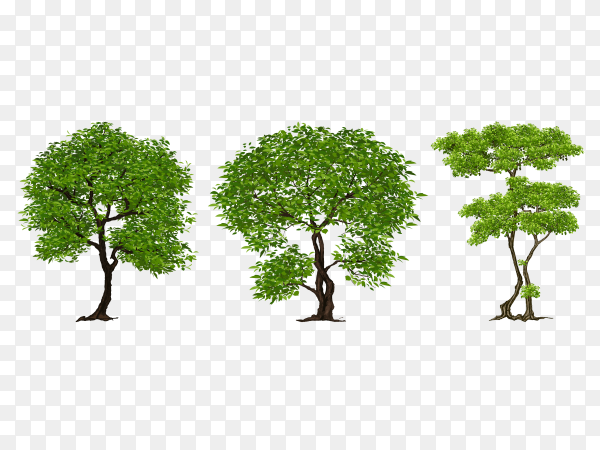 Detail Trees Transparent Background Nomer 23