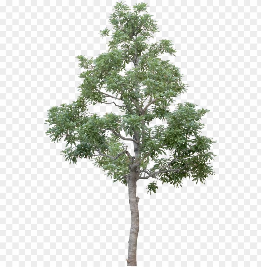 Detail Trees Transparent Background Nomer 28